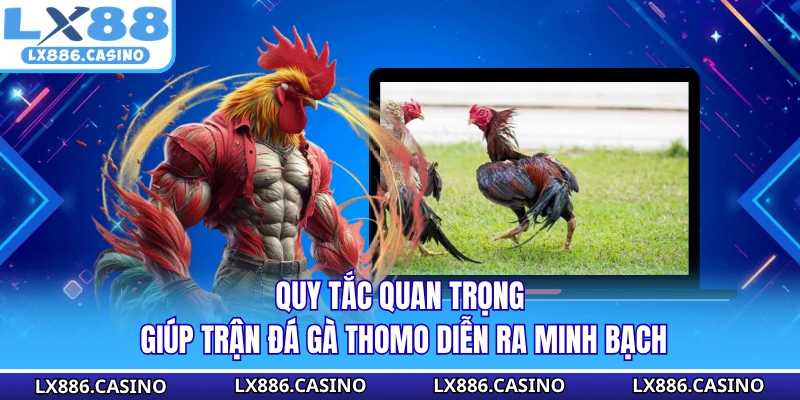 Quy tắc quan trọng giúp trận đá gà Thomo diễn ra minh bạch